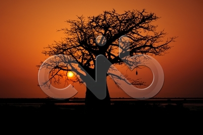 [PT] Silhuetas de imbondeiro ao por-do-sol. Mussulo, Angola. / [EN] Silhouettes of baobab tree at sunset. Mussulo bay, Angola