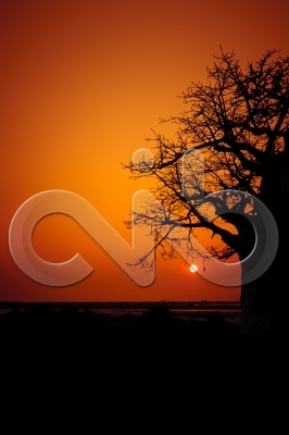 [PT] Silhuetas de imbondeiro ao por-do-sol. Mussulo, Angola. / [EN] Silhouettes of baobab tree at sunset. Mussulo bay, Angola