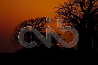 [PT] Silhuetas de imbondeiro ao por-do-sol. Mussulo, Angola. / [EN] Silhouettes of baobab tree at sunset. Mussulo bay, Angola